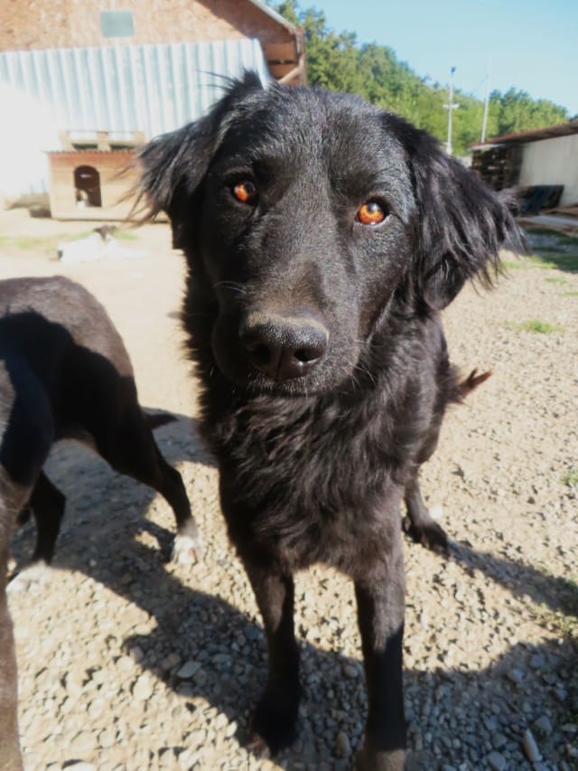 Djinn, chien à l'adoption