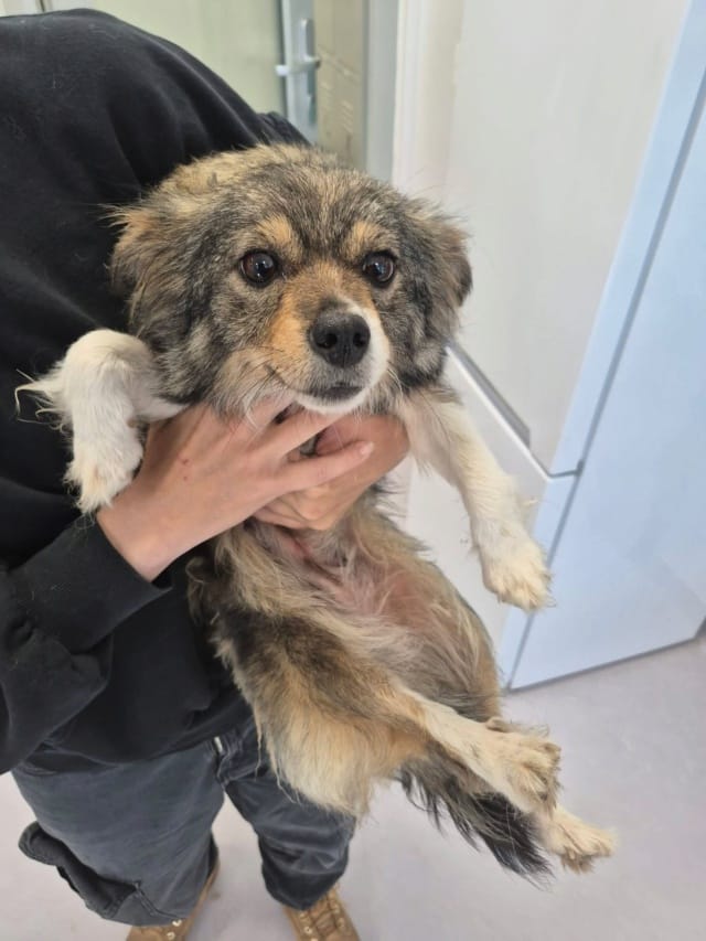 Dolce, chien à l'adoption