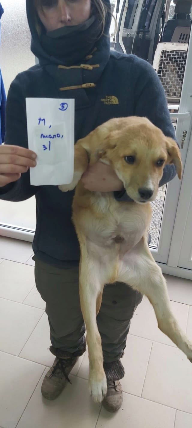 Donovan, chien à l'adoption