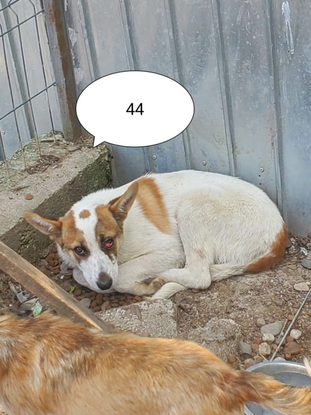 Doreen, chien à l'adoption