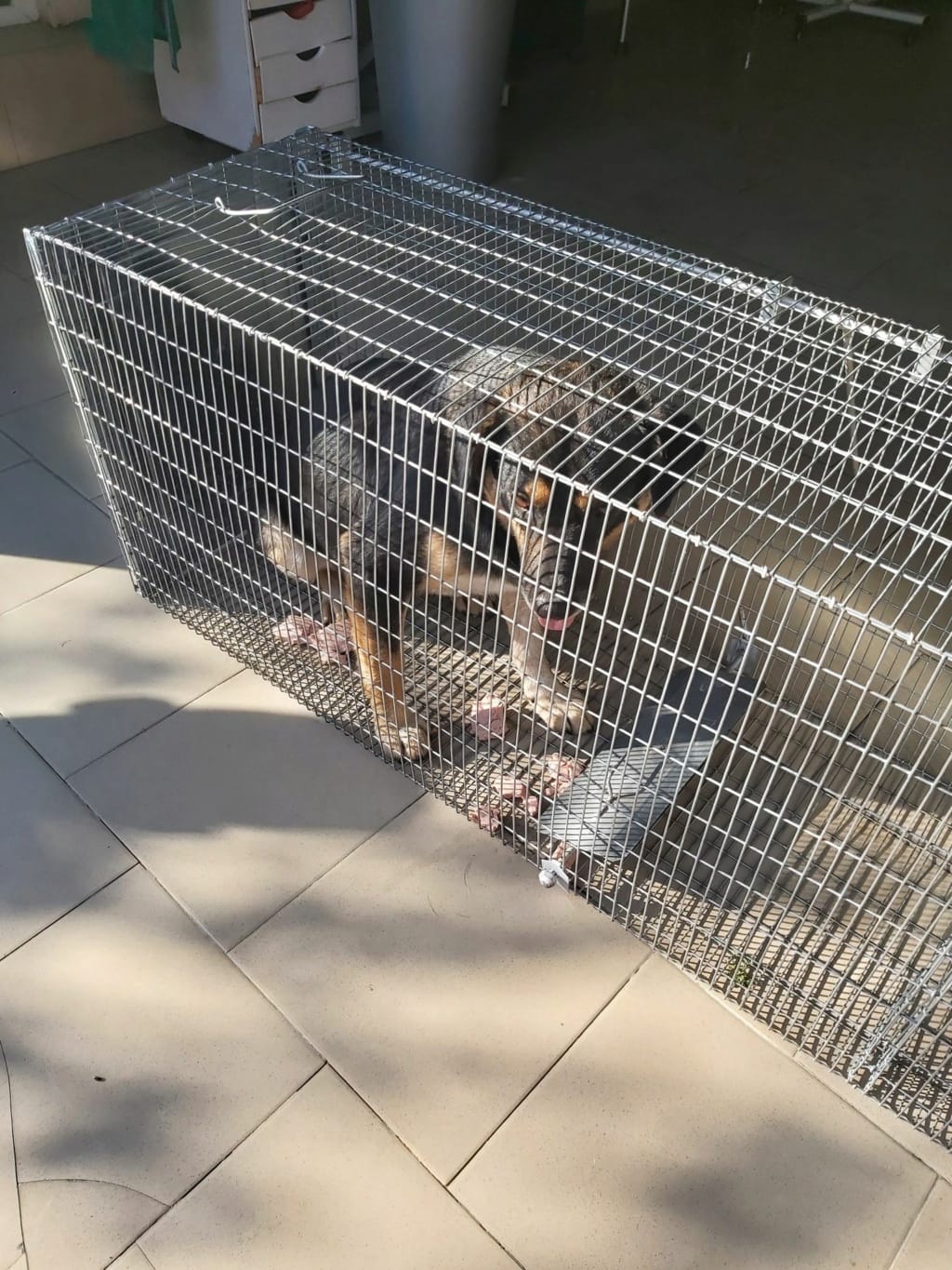 Douchka, chien à l'adoption