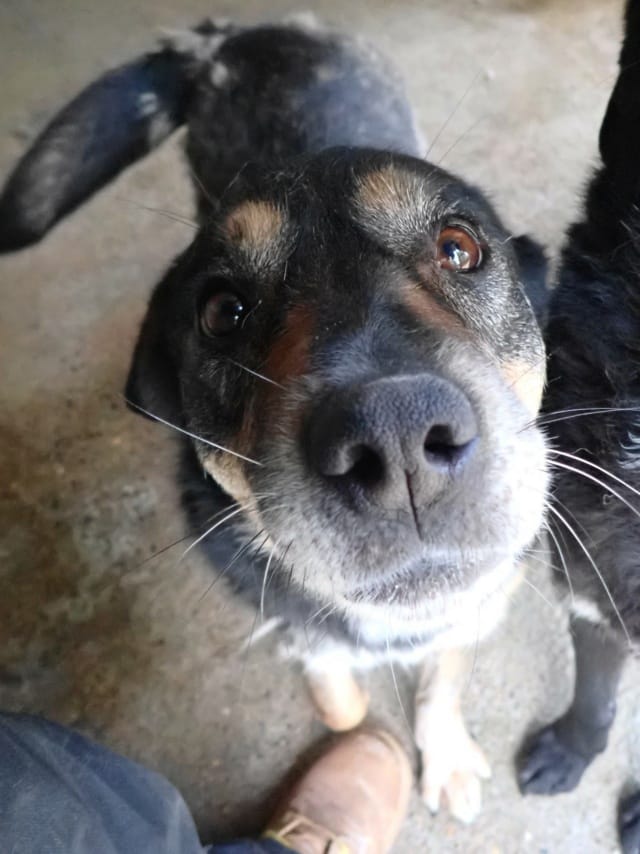 Douchka, chien à l'adoption