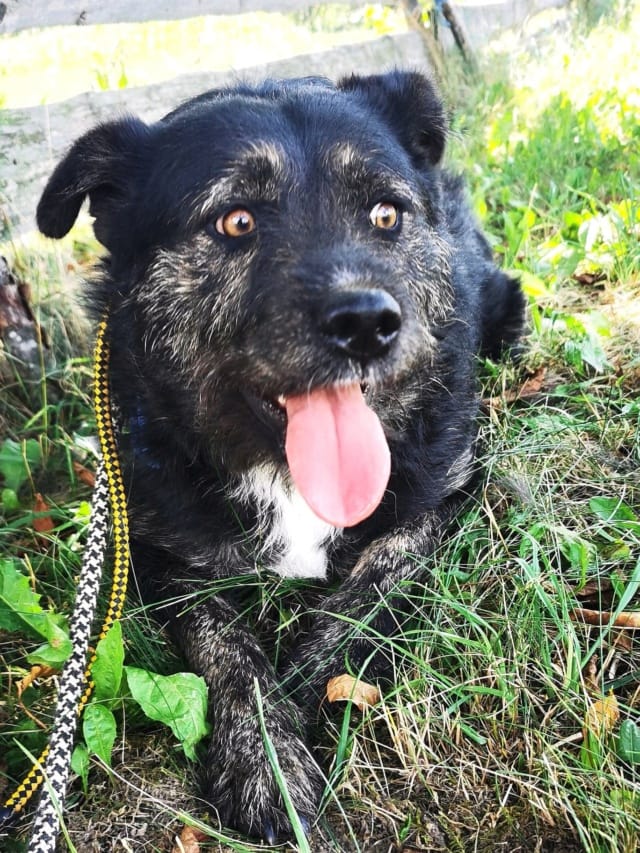 Dune, chien à l'adoption