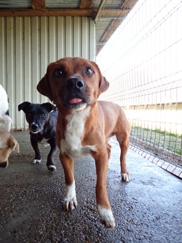 Duphy, chien à l'adoption