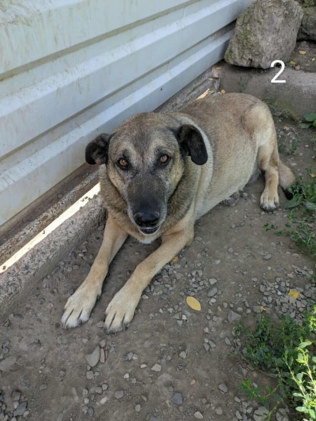 Earley, chien à l'adoption