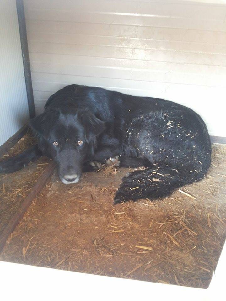Ebene, chien à l'adoption