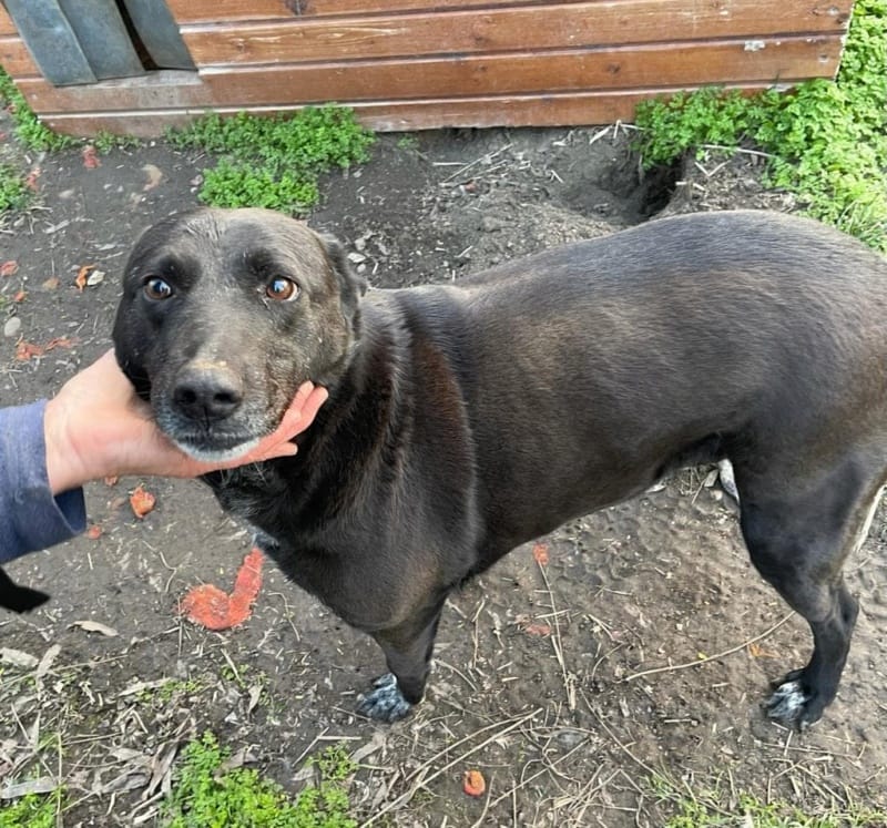Eden, chien à l'adoption
