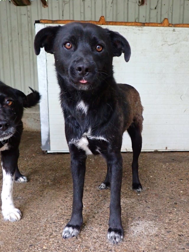 Edgar, chien à l'adoption