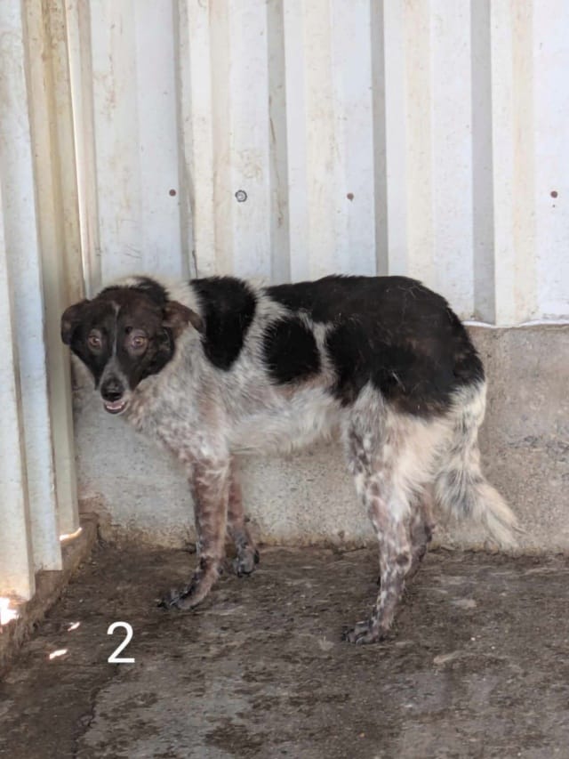 Ellie, chien à l'adoption