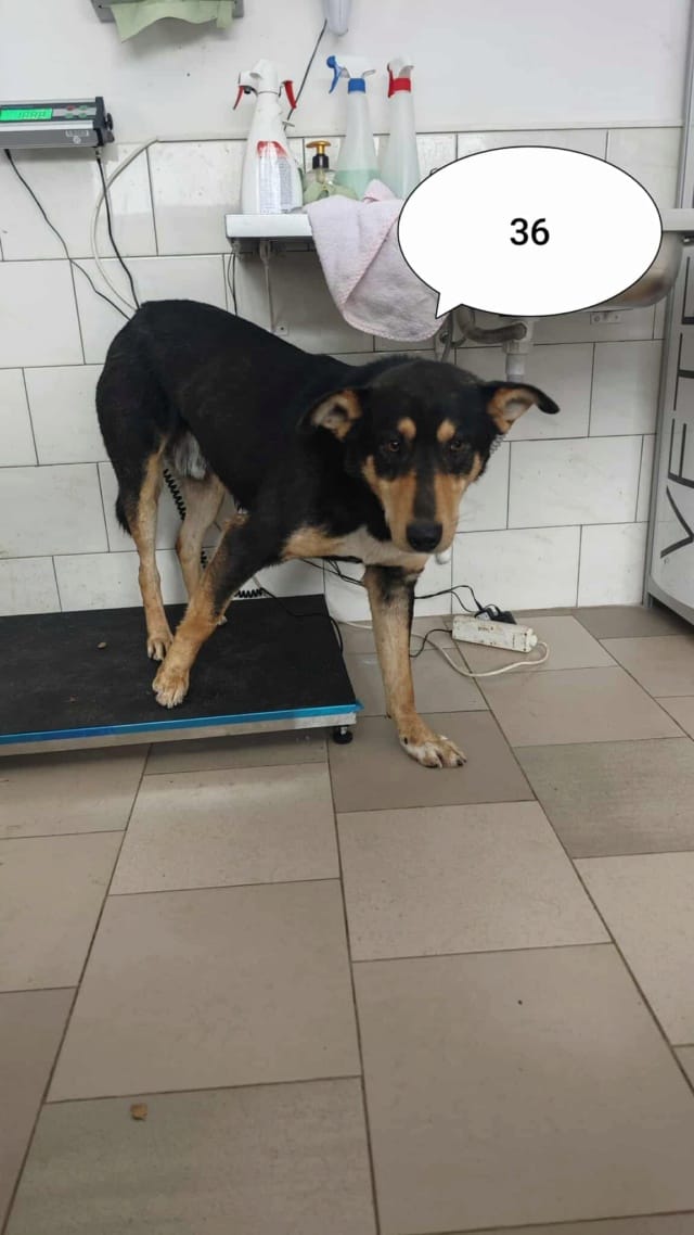 Elton, chien à l'adoption