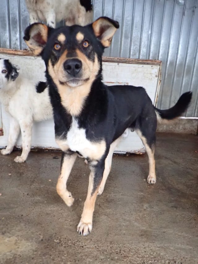 Elton, chien à l'adoption