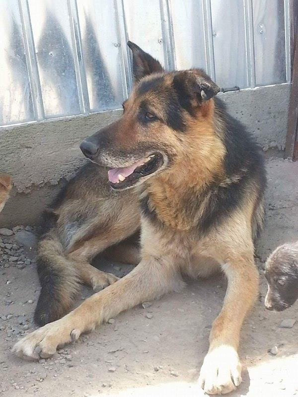 Enee, chien à l'adoption