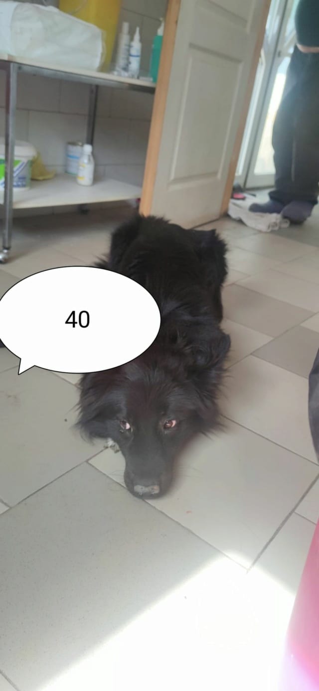 Eowyn, chien à l'adoption