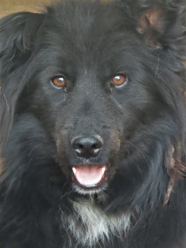 Eowyn, chien à l'adoption