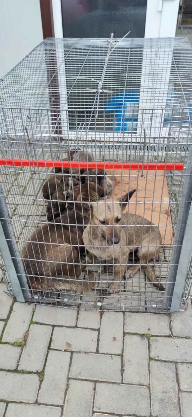 Ernestine, chien à l'adoption