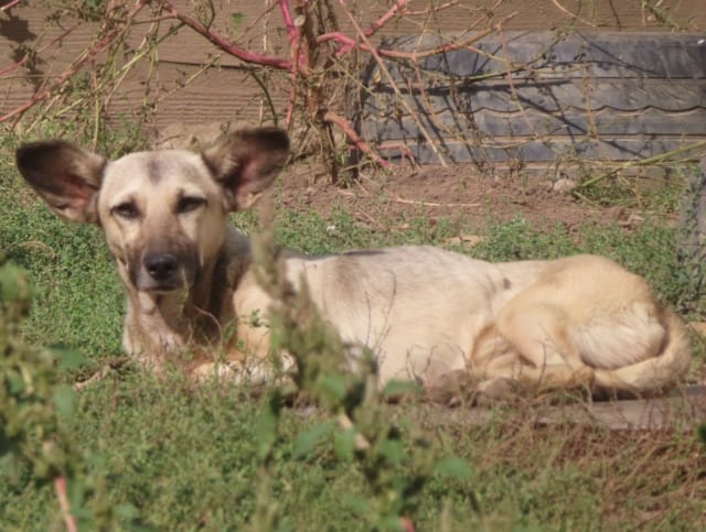 Ernestine, chien à l'adoption