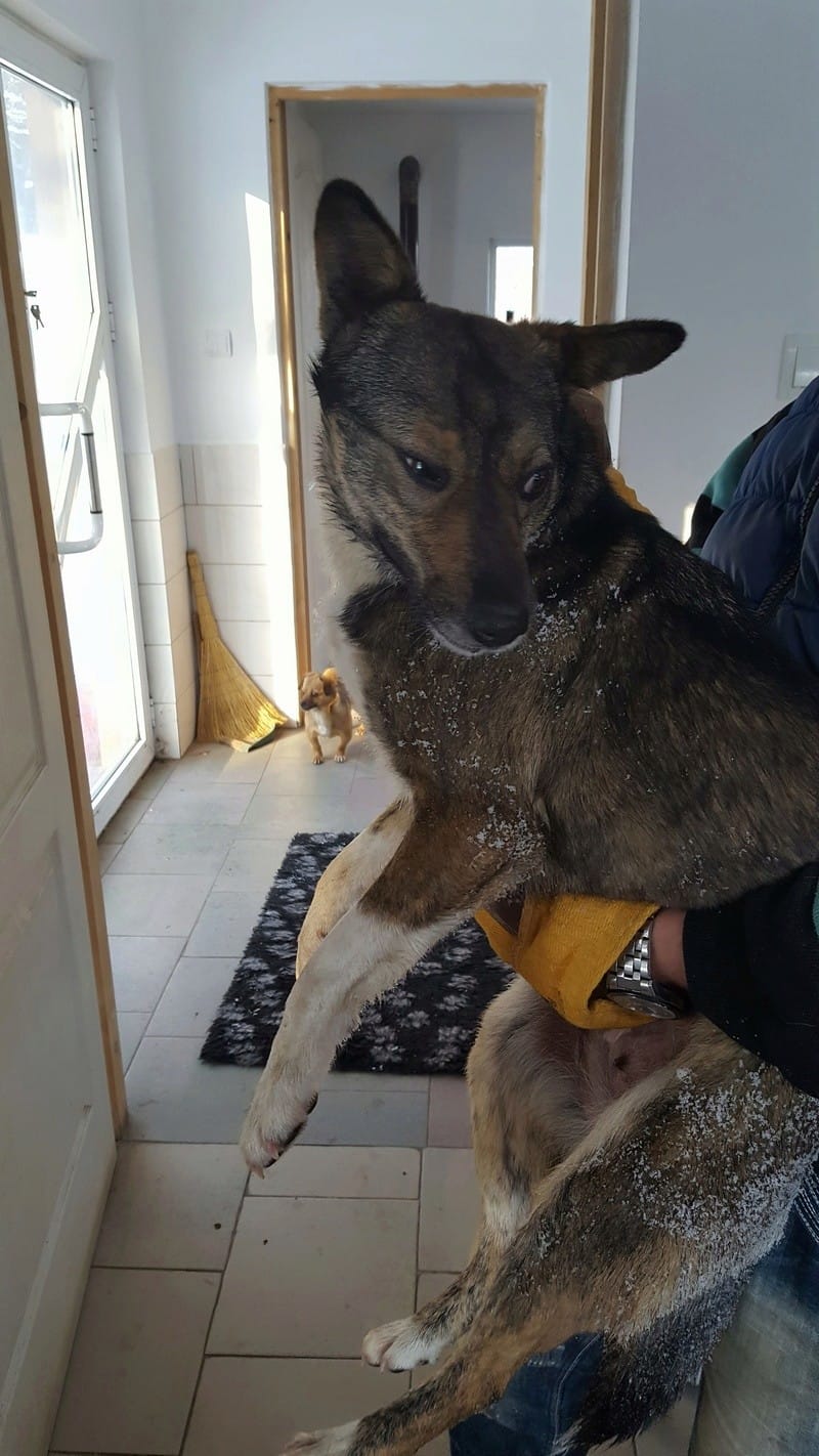 Erra, chien à l'adoption