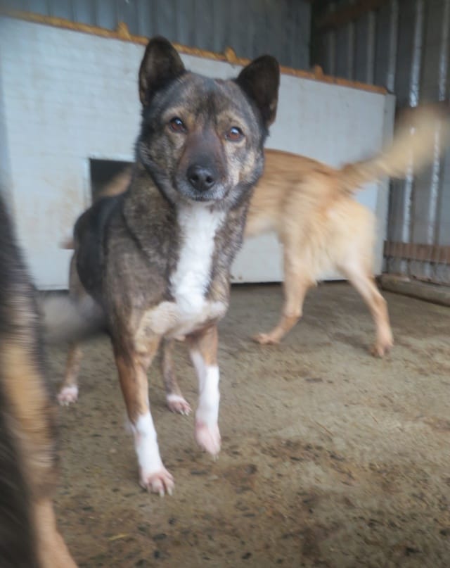 Erra, chien à l'adoption