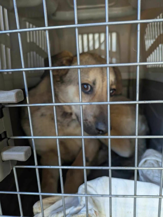 Estevan, chien à l'adoption