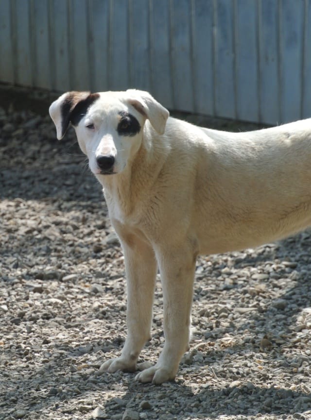 Etna, chien à l'adoption