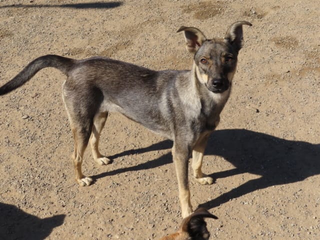 Eucalyptus, chien à l'adoption