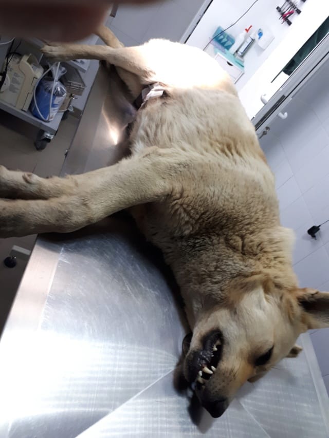 Evira, chien à l'adoption