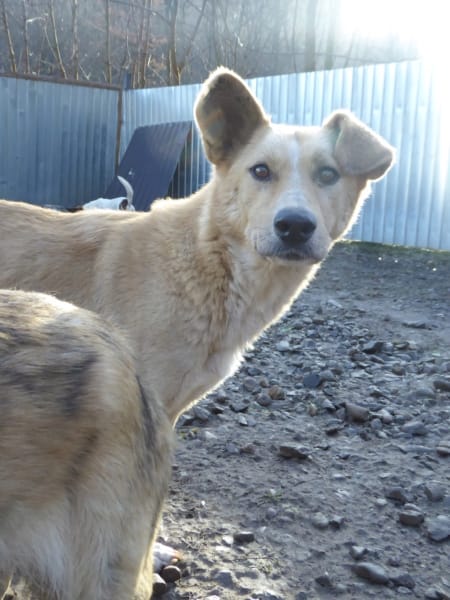 Evira, chien à l'adoption