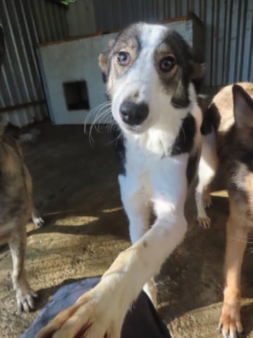 Ezra, chien à l'adoption