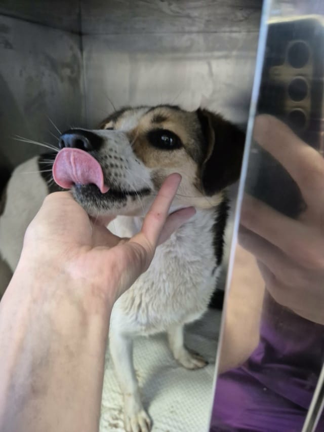 Falka, chien à l'adoption