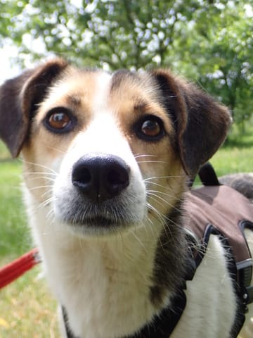 Falka, chien à l'adoption