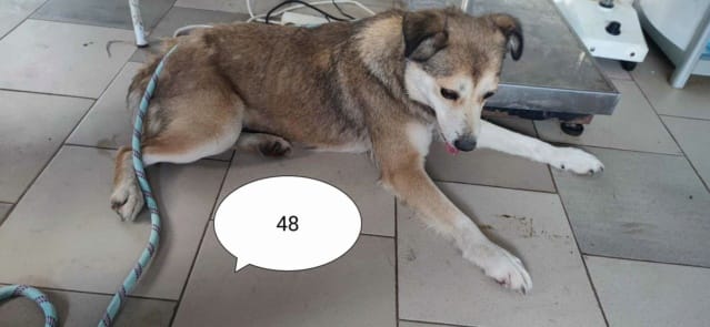 Fantine, chien à l'adoption