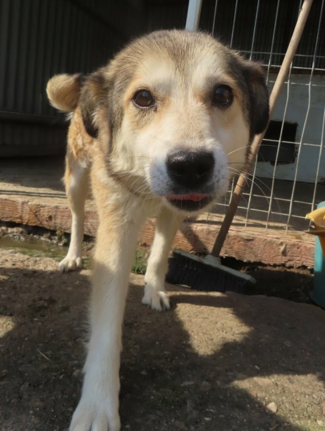 Fantine, chien à l'adoption