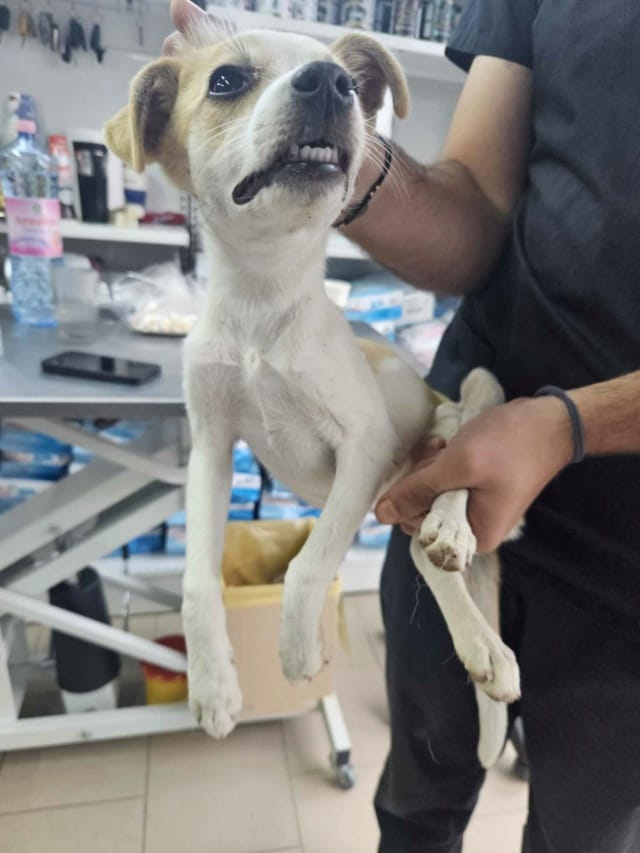 Feeling, chien à l'adoption