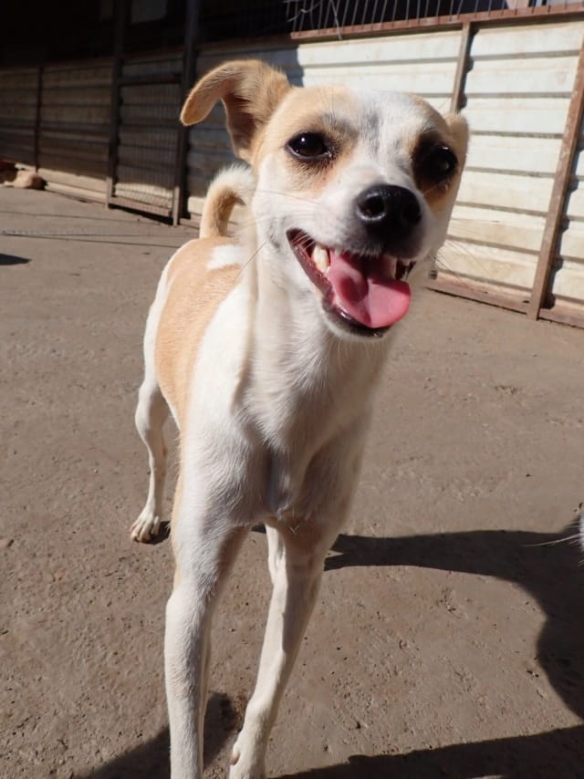 Feeling, chien à l'adoption