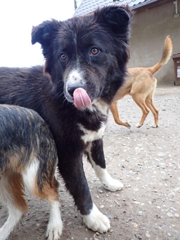 Felix, chien à l'adoption