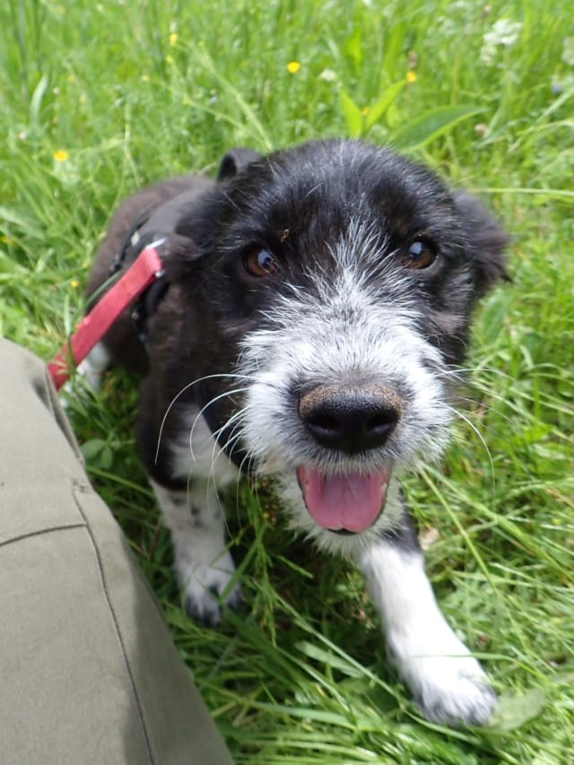 Fillipard, chien à l'adoption