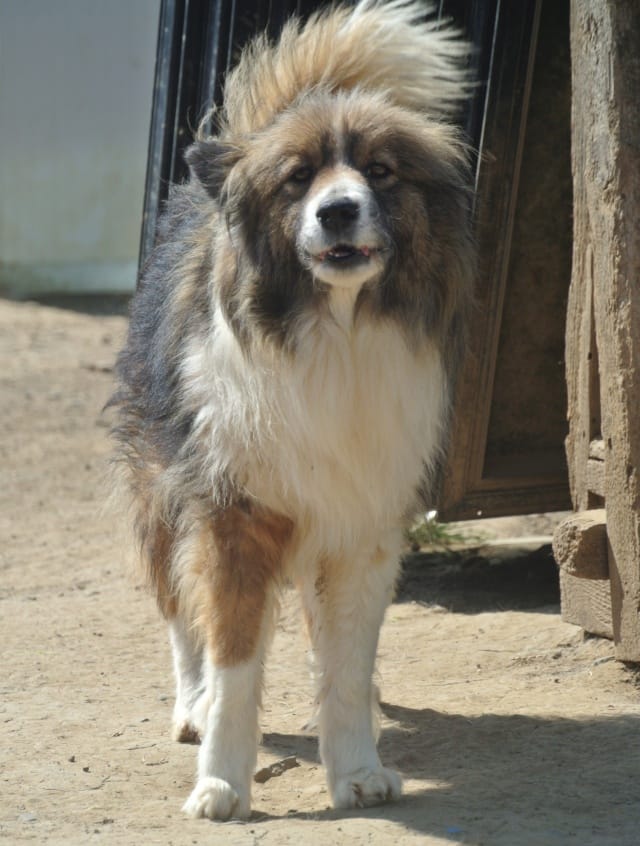 Flammeche, chien à l'adoption