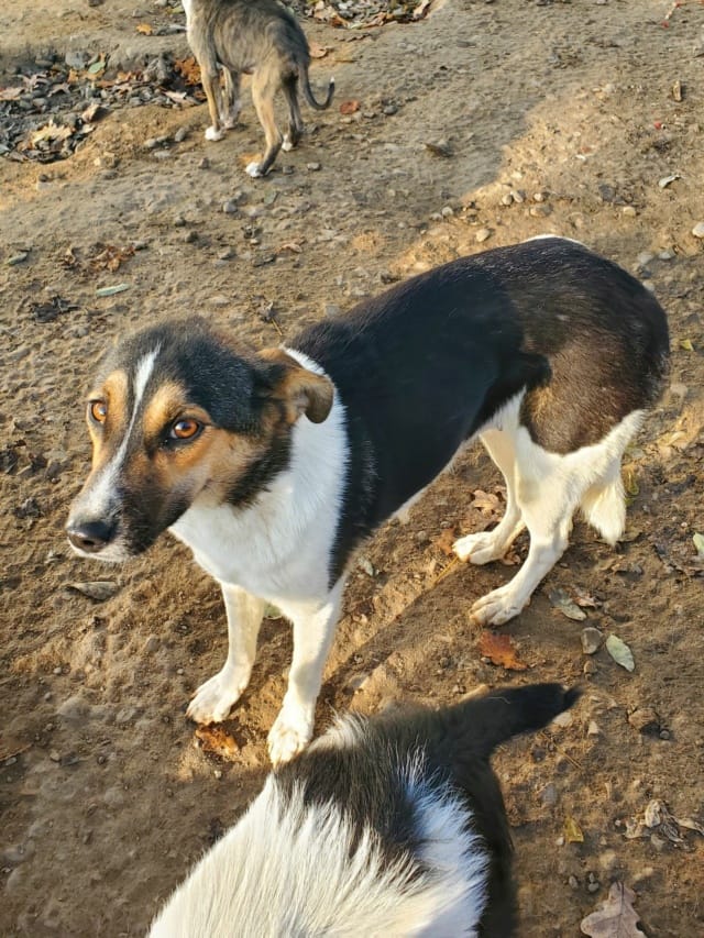 Flora, chien à l'adoption