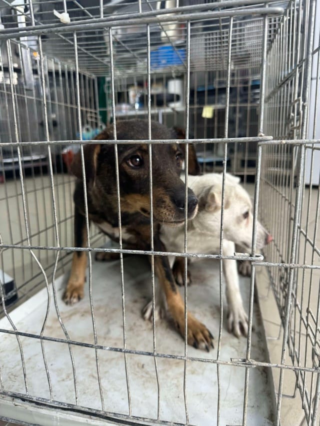 Framboise, chien à l'adoption
