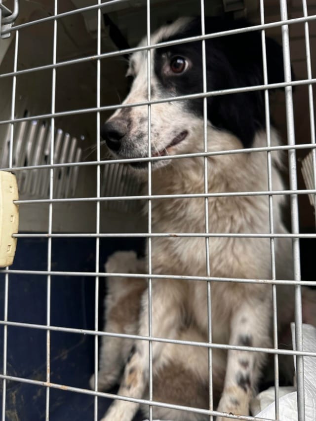 Funky, chien à l'adoption