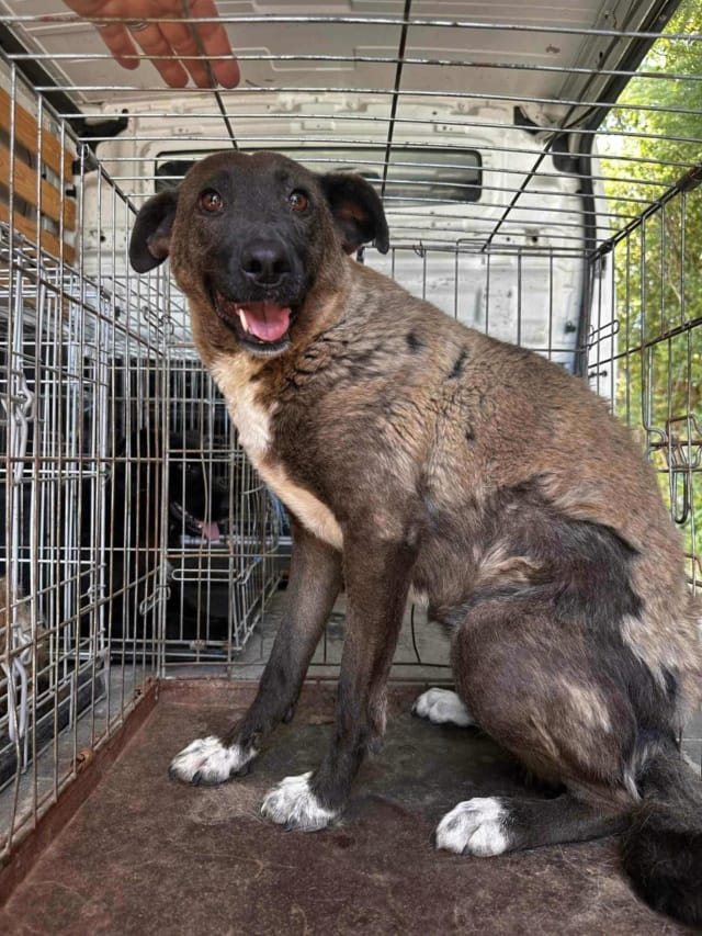 Gaby, chien à l'adoption