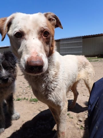 Galak, chien à l'adoption