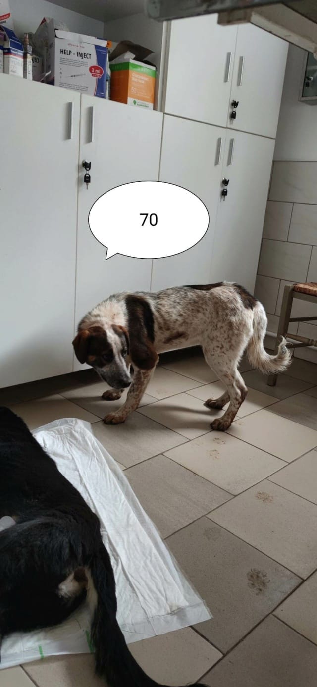 Galilei, chien à l'adoption