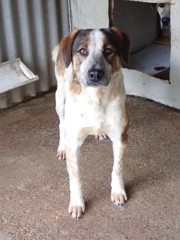 Galilei, chien à l'adoption