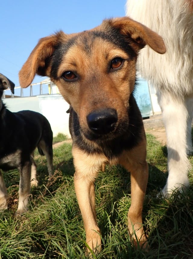 Gallagher, chien à l'adoption
