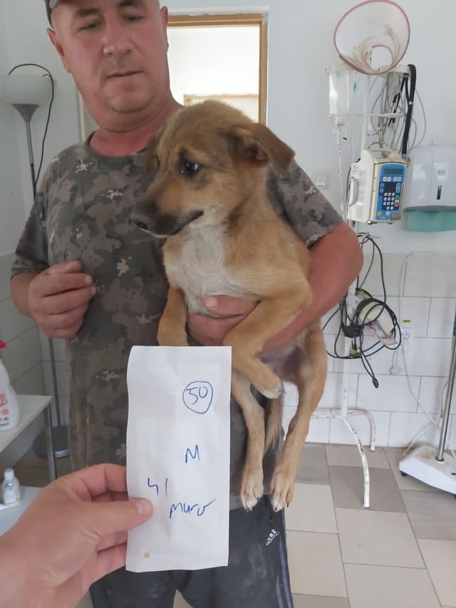 Gamin, chien à l'adoption