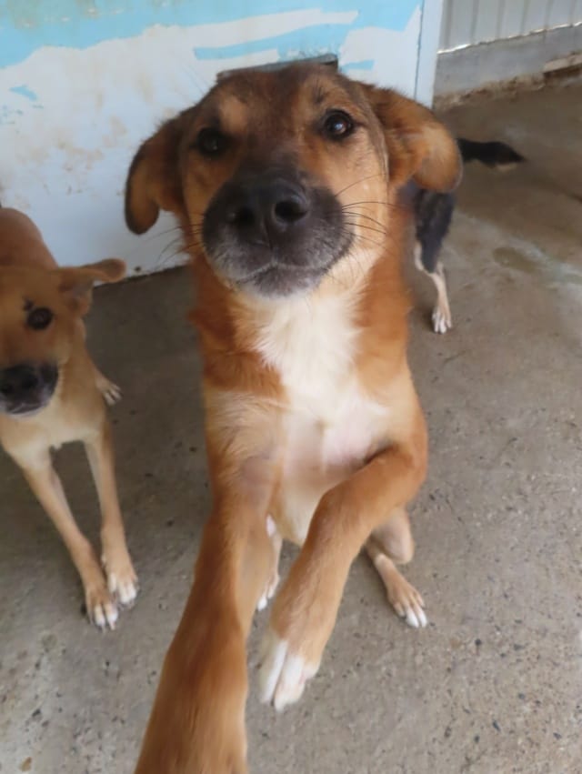 Gamin, chien à l'adoption