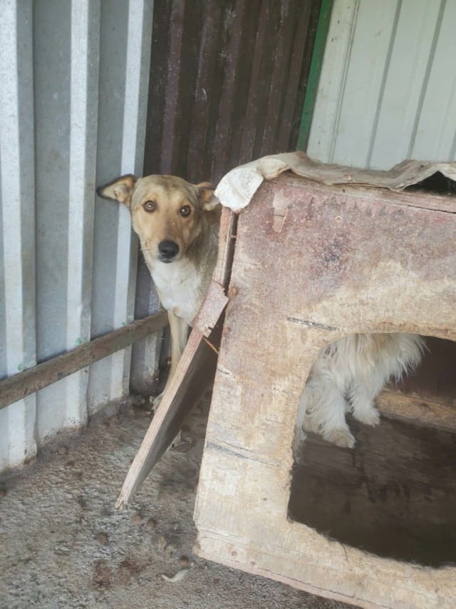 Gazel, chien à l'adoption