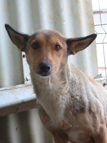 Gazel, chien à l'adoption
