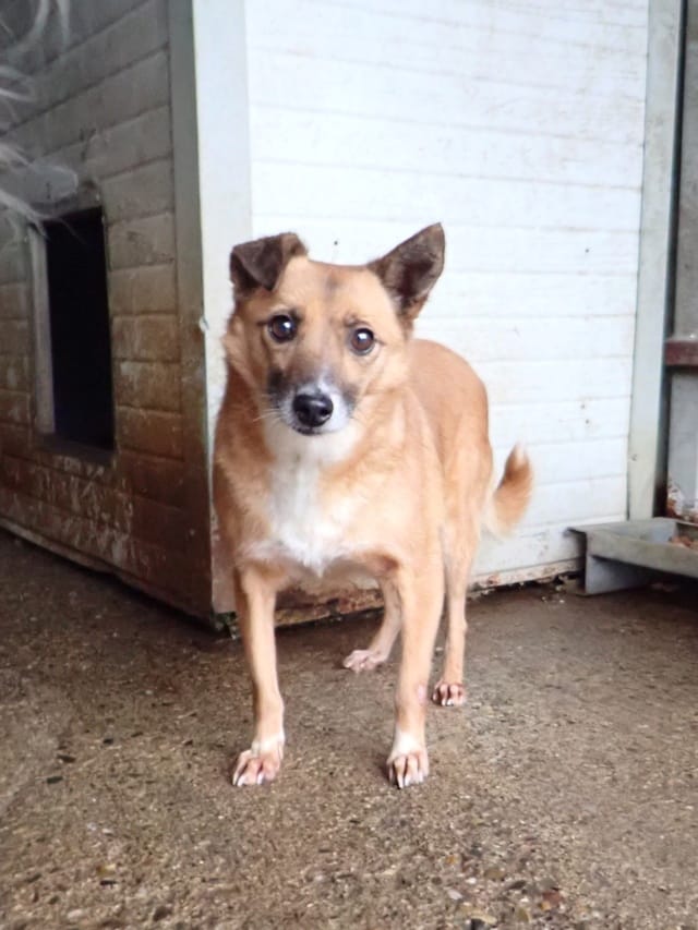 Geisha, chien à l'adoption